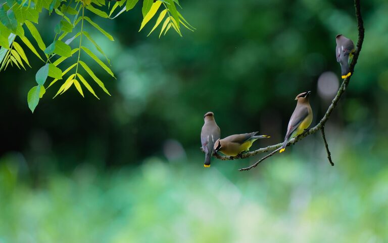 Beginner Tips for Backyard Birdwatching: Getting Started with Nature